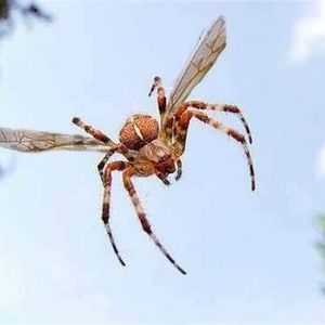 Meet your Posher, Don